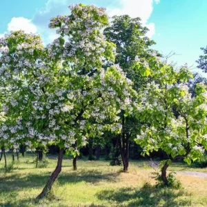 Catalpa Tree Bare Roots - 5 Pack, 1-2ft Tall Seedlings, Dormant - Image 7
