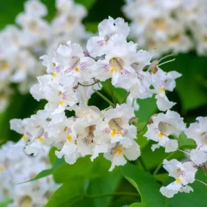 Catalpa Tree Bare Roots - 5 Pack, 1-2ft Tall Seedlings, Dormant - Image 1