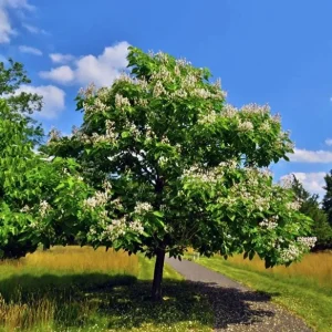 Catalpa Tree Bare Roots - 5 Pack, 1-2ft Tall Seedlings, Dormant - Image 8