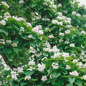 Catalpa Tree Bare Roots - 5 Pack, 1-2ft Tall Seedlings, Dormant - Image 9