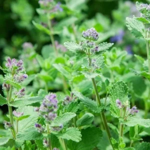 Catnip Live Starter Plant – 4-6 Inch Tall, Well Rooted Mint Herb for Cats - Image 4