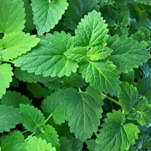 Catnip Live Starter Plant – 4-6 Inch Tall, Well Rooted Mint Herb for Cats - Image 6