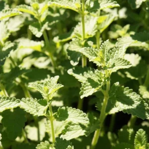 Catnip Live Starter Plant – 4-6 Inch Tall, Well Rooted Mint Herb for Cats - Image 7