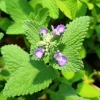 Catnip Live Starter Plant – 4-6 Inch Tall, Well Rooted Mint Herb for Cats - Image 1