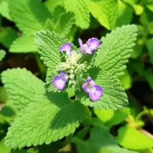 Catnip Live Starter Plant – 4-6 Inch Tall, Well Rooted Mint Herb for Cats - Image 1