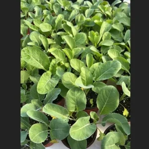 Cauliflower Live Plant - 2 Pack Vegetable Starter Plants - 4-6 Inch Tall - Image 2