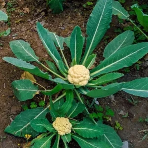 Cauliflower Live Plant - 2 Pack Vegetable Starter Plants - 4-6 Inch Tall - Image 6