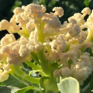 Cauliflower Live Plant - 2 Pack Vegetable Starter Plants - 4-6 Inch Tall - Image 7