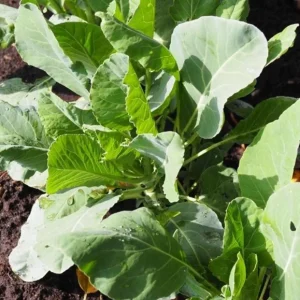 Cauliflower Live Plant - 2 Pack Vegetable Starter Plants - 4-6 Inch Tall - Image 8