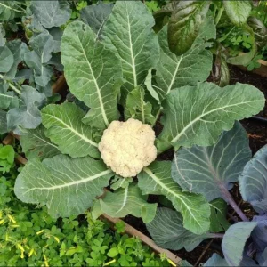 Cauliflower Live Plant - 2 Pack Vegetable Starter Plants - 4-6 Inch Tall - Image 9