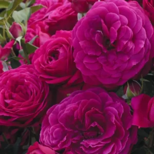 Celestial Nights Rose Plant Live - Purple Rose Bush for Outdoor Garden 4-7 Inch - Image 2