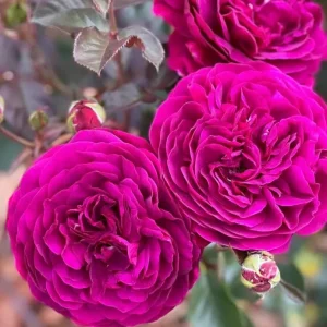 Celestial Nights Rose Plant Live - Purple Rose Bush for Outdoor Garden 4-7 Inch - Image 3