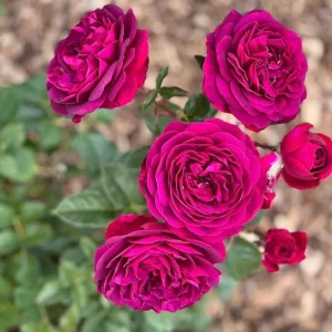 Celestial Nights Rose Plant Live - Purple Rose Bush for Outdoor Garden 4-7 Inch - Image 4