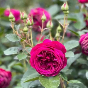 Celestial Nights Rose Plant Live - Purple Rose Bush for Outdoor Garden 4-7 Inch - Image 5