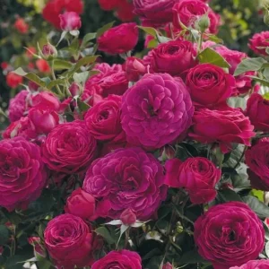 Celestial Nights Rose Plant Live - Purple Rose Bush for Outdoor Garden 4-7 Inch - Image 6