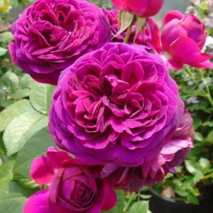 Celestial Nights Rose Plant Live - Purple Rose Bush for Outdoor Garden 4-7 Inch - Image 7