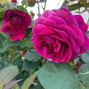 Celestial Nights Rose Plant Live - Purple Rose Bush for Outdoor Garden 4-7 Inch - Image 8