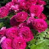 Celestial Nights Rose Plant Live - Purple Rose Bush for Outdoor Garden 4-7 Inch - Image 1