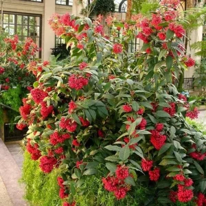 Cestrum Newellii Live Plant - Red Flower Shrub 4-6 Inc Tall - Image 2