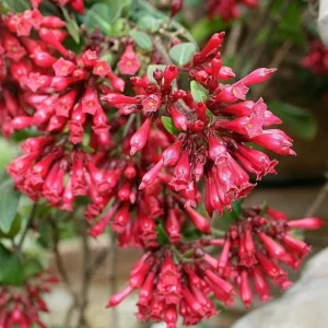 Cestrum Newellii Live Plant - Red Flower Shrub 4-6 Inc Tall - Image 3