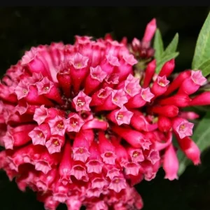 Cestrum Newellii Live Plant - Red Flower Shrub 4-6 Inc Tall - Image 4