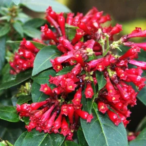 Cestrum Newellii Live Plant - Red Flower Shrub 4-6 Inc Tall - Image 5