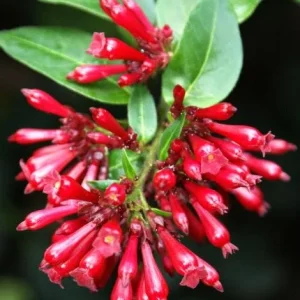 Cestrum Newellii Live Plant - Red Flower Shrub 4-6 Inc Tall - Image 6