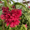 Cestrum Newellii Live Plant - Red Flower Shrub 4-6 Inc Tall - Image 1