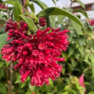 Cestrum Newellii Live Plant - Red Flower Shrub 4-6 Inc Tall - Image 1