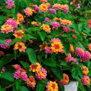Chapel Hill Pink Huff Lantana Live Plant - 2 Pack, 3-5 Inch Tall Starter Perennial, Outdoor - Image 2