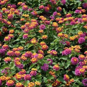 Chapel Hill Pink Huff Lantana Live Plant - 2 Pack, 3-5 Inch Tall Starter Perennial, Outdoor - Image 3