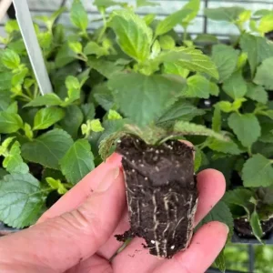 Chapel Hill Pink Huff Lantana Live Plant - 2 Pack, 3-5 Inch Tall Starter Perennial, Outdoor - Image 4