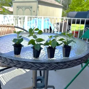 Chapel Hill Pink Huff Lantana Live Plant - 2 Pack, 3-5 Inch Tall Starter Perennial, Outdoor - Image 5