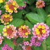 Chapel Hill Pink Huff Lantana Live Plant - 2 Pack, 3-5 Inch Tall Starter Perennial, Outdoor - Image 1