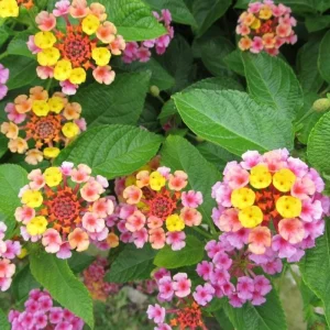 Chapel Hill Pink Huff Lantana Live Plant - 2 Pack, 3-5 Inch Tall Starter Perennial, Outdoor - Image 1