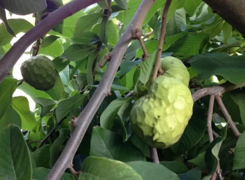 Cherimoya Live Tree - 2-2.5ft Tall Seedling, 1 Gallon Pot - Tropical Fruit - Image 2