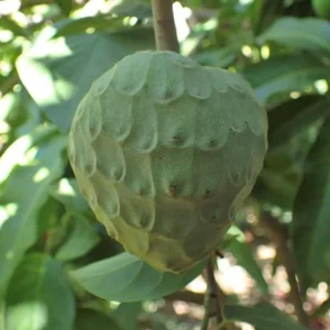 Cherimoya Live Tree - 2-2.5ft Tall Seedling, 1 Gallon Pot - Tropical Fruit - Image 3