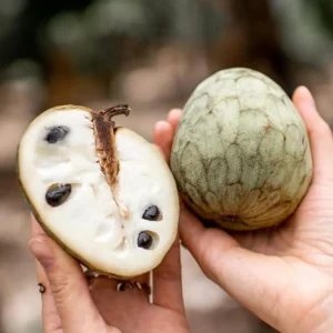 Cherimoya Live Tree - 2-2.5ft Tall Seedling, 1 Gallon Pot - Tropical Fruit - Image 4