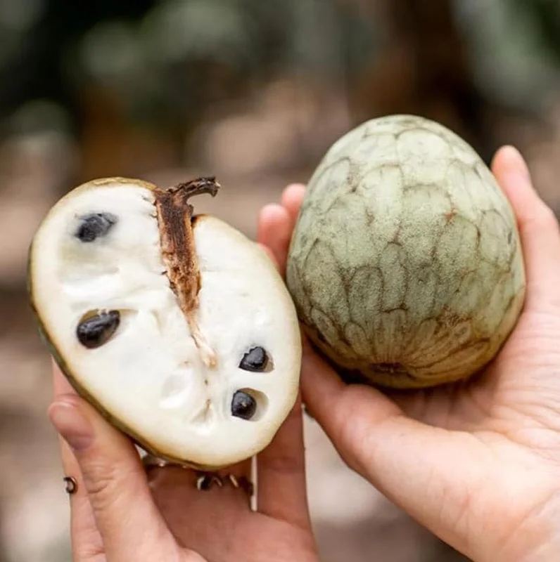 Cherimoya Live Tree - 2-2.5ft Tall Seedling, 1 Gallon Pot - Tropical Fruit - Image 4