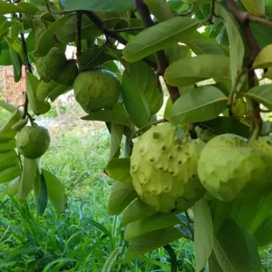 Cherimoya Live Tree - 2-2.5ft Tall Seedling, 1 Gallon Pot - Tropical Fruit - Image 5