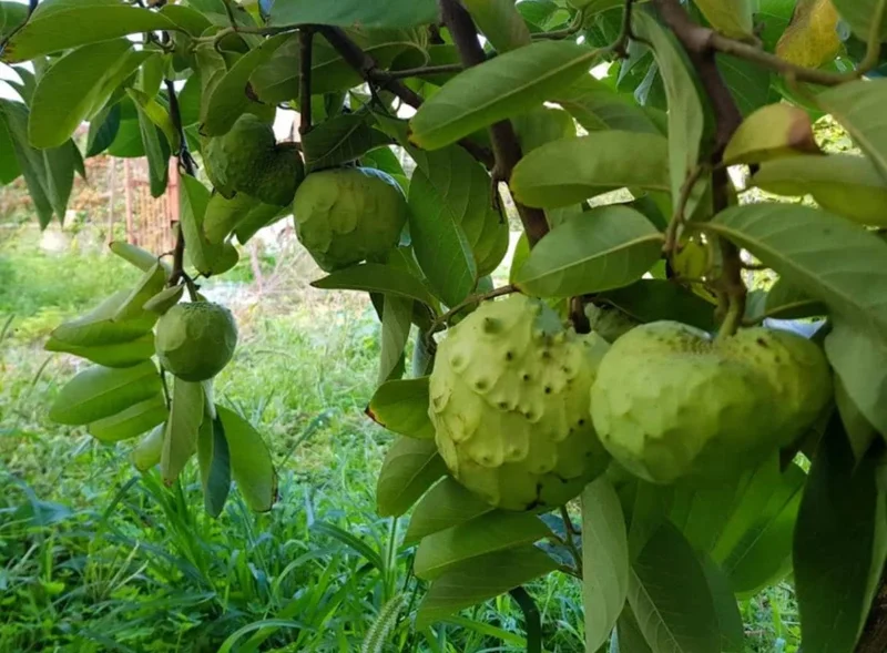 Cherimoya Live Tree - 2-2.5ft Tall Seedling, 1 Gallon Pot - Tropical Fruit - Image 5