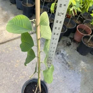 Cherimoya Live Tree - 2-2.5ft Tall Seedling, 1 Gallon Pot - Tropical Fruit - Image 6
