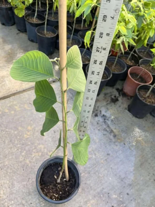 Cherimoya Live Tree - 2-2.5ft Tall Seedling, 1 Gallon Pot - Tropical Fruit - Image 6