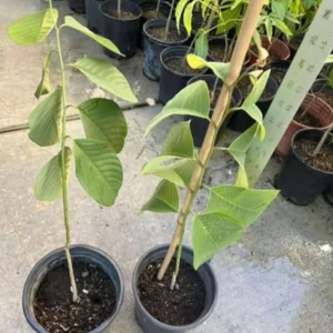 Cherimoya Live Tree - 2-2.5ft Tall Seedling, 1 Gallon Pot - Tropical Fruit - Image 7