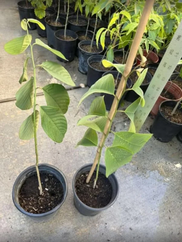 Cherimoya Live Tree - 2-2.5ft Tall Seedling, 1 Gallon Pot - Tropical Fruit - Image 7