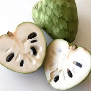 Cherimoya Live Tree - 2-2.5ft Tall Seedling, 1 Gallon Pot - Tropical Fruit - Image 8