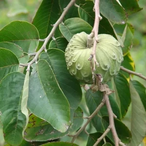 Cherimoya Live Tree - 2-2.5ft Tall Seedling, 1 Gallon Pot - Tropical Fruit - Image 9