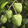 Cherimoya Live Tree - 2-2.5ft Tall Seedling, 1 Gallon Pot - Tropical Fruit - Image 1
