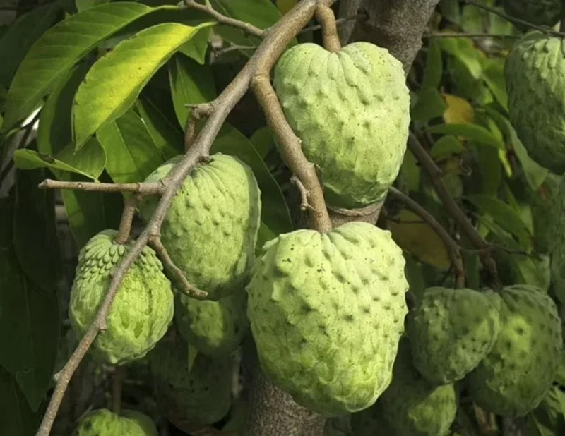 Cherimoya Live Tree - 2-2.5ft Tall Seedling, 1 Gallon Pot - Tropical Fruit - Image 1
