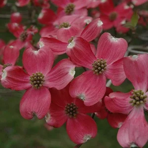 Cherokee Chief Dogwood Live Plant - Red Flowering Tree, 18+ Inches Tall, Outdoor - Image 3